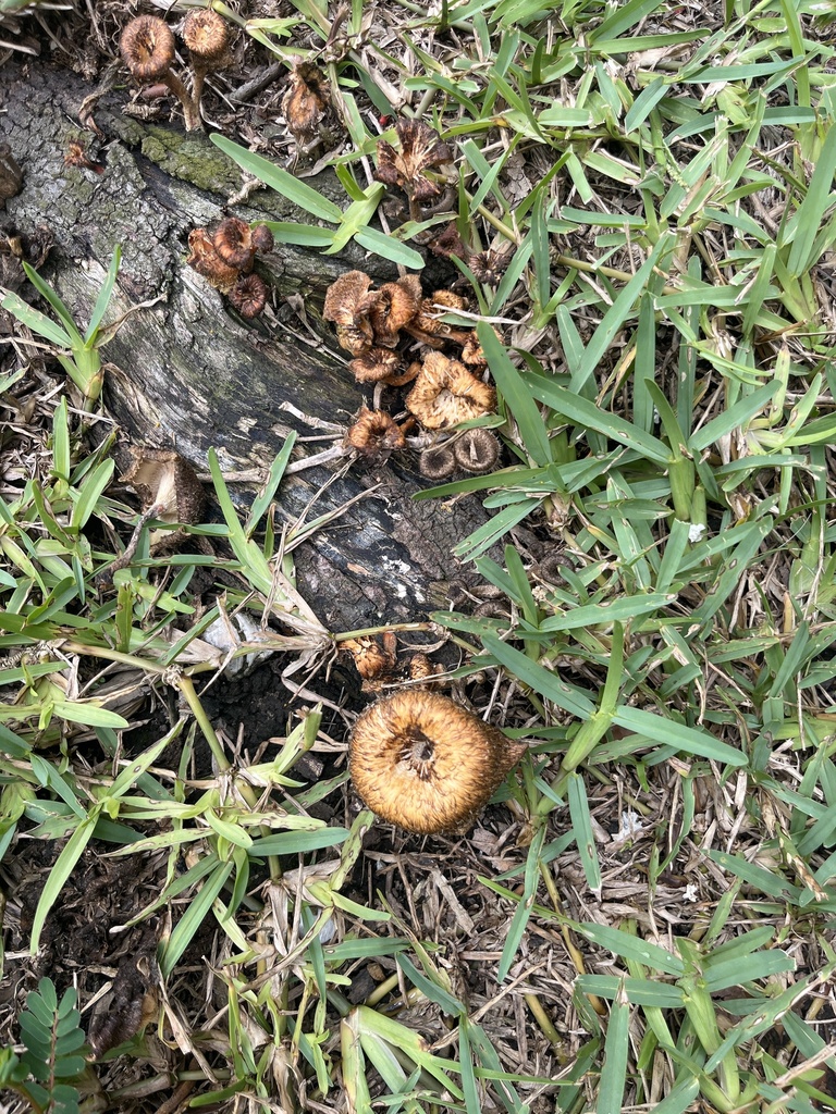 fringed sawgill · June 2026 · photo: Photo: (c) Elliot Greiner, some rights reserved (CC BY) · iNaturalist