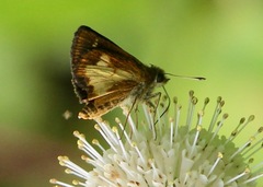 Poanes massasoit