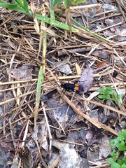 Calopompilus maculipennis