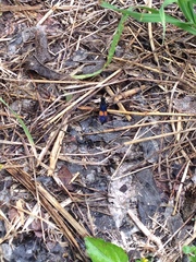 Calopompilus maculipennis