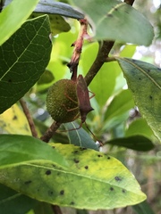 Gonocerus insidiator