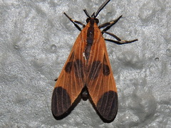Dycladia
