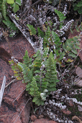 Cheilanthes buchtienii