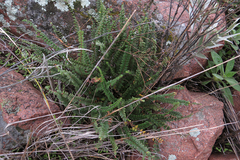 Cheilanthes micropteris