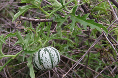 Cucurbitella asperata