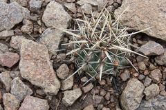 Parodia mammulosa