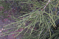 Prosopidastrum globosum