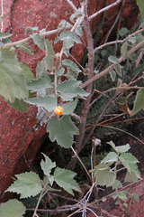 Pseudabutilon virgatum