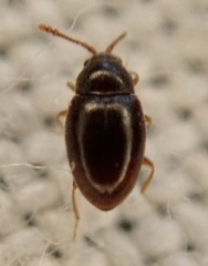 Anchicera