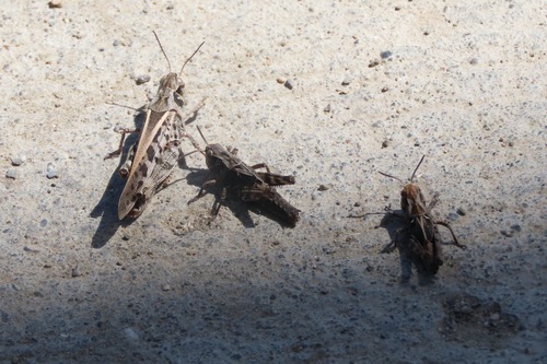 Clear-winged Grasshopper