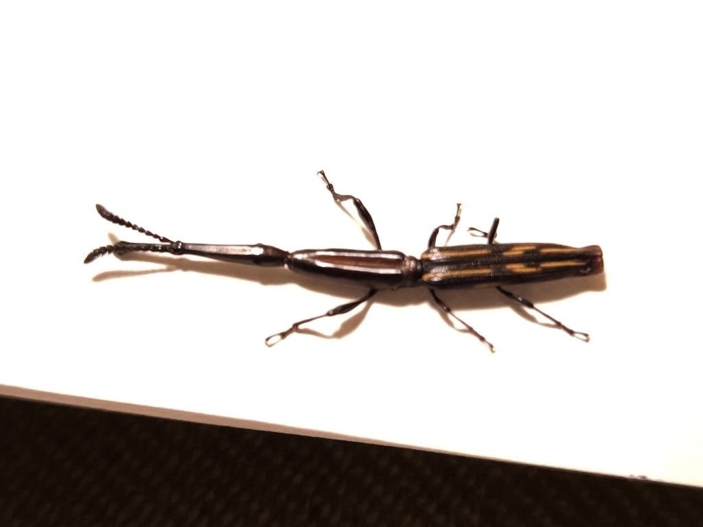 Brentus linearis