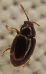 Anchicera