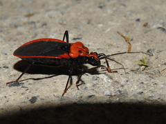 Rhiginia cinctiventris