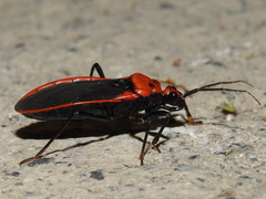 Rhiginia cinctiventris