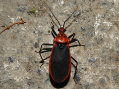 Rhiginia cinctiventris