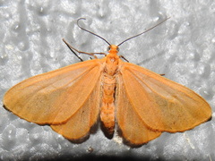 Eubaphe