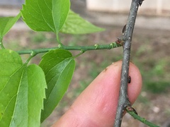 Pachypsylla celtidisgemma