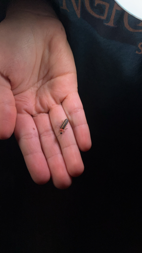 Common Eastern Firefly