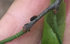 Pachypsylla celtidisgemma