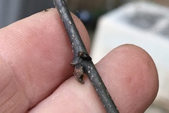 Pachypsylla celtidisgemma