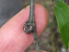 Pachypsylla celtidisgemma