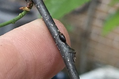 Pachypsylla celtidisgemma