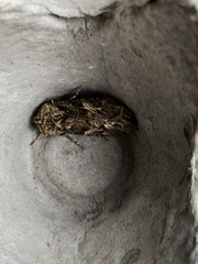 Spodoptera praefica