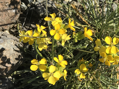 Erysimum franciscanum