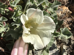 Calystegia subacaulis