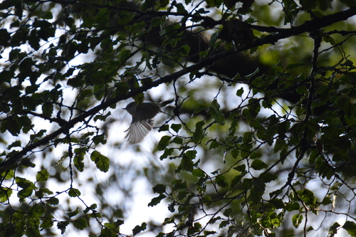 Grey Gerygone