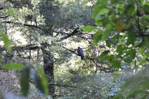 New Zealand Pigeon