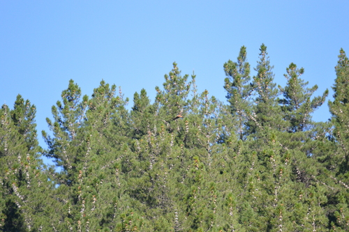 Swamp Harrier