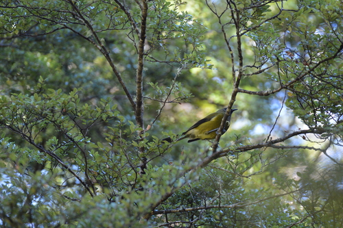 New Zealand Bellbird