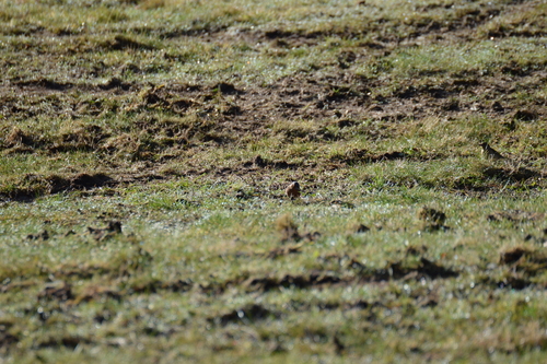 Common Chaffinch
