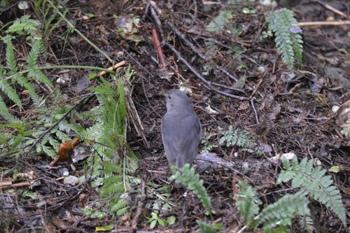 South Island Robin