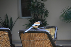 Dendrocitta vagabunda