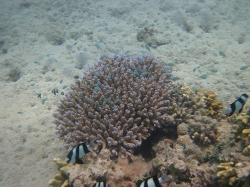 Dascyllus abudafur