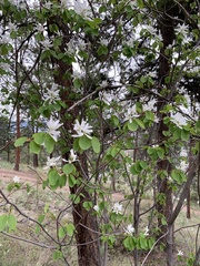 Amelanchier cusickii