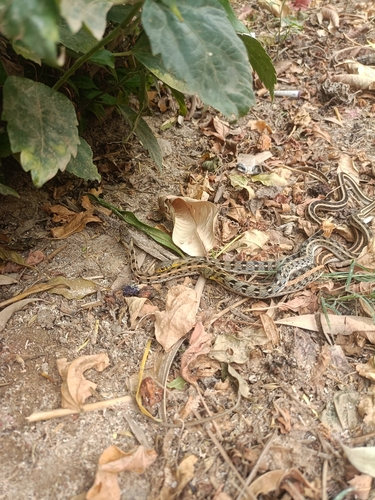 Buff Striped Keelback