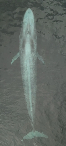 Blue Whale, Chile, photo 9 of 10
