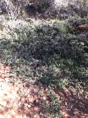 Ceanothus roderickii