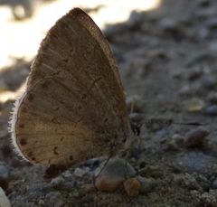 Celastrina neglecta