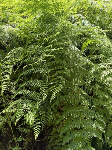 Dennstaedtia scandens observed 2026-06-18