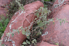 Pseudabutilon virgatum