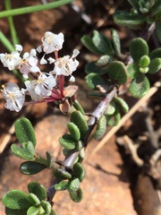 Ceanothus roderickii