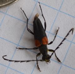 Stictoleptura canadensis