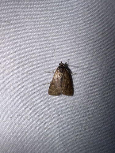 Garden Webworm Moth photo 5