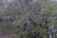 Prosopidastrum globosum