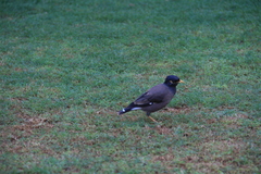 Acridotheres tristis
