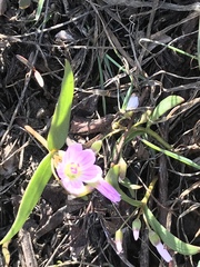 Claytonia lanceolata